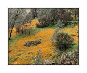 Poppies along Merced River Canyon Poppies along Merced River Canyon
